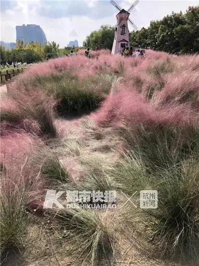 種花3年3天全毀 粉黛花田被亂踩亂坐