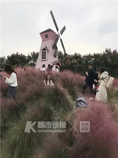 種花3年3天全毀 粉黛花田被亂踩亂坐