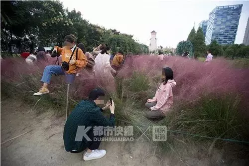 種花3年3天全毀 粉黛花田被亂踩亂坐