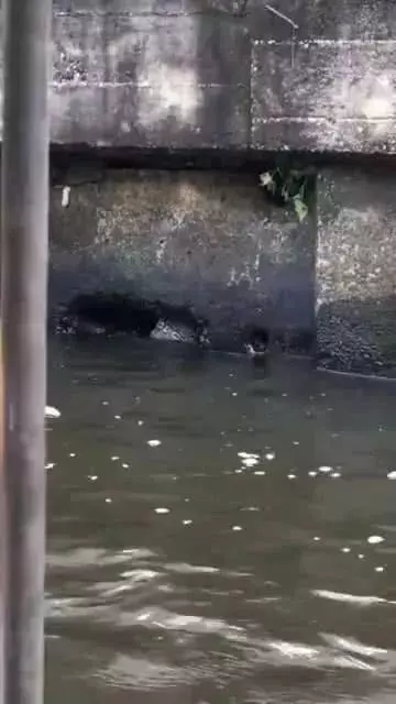 大魚還是大蛇?廣州河道現未知生物,水底爬出,鑽進岸邊洞穴
