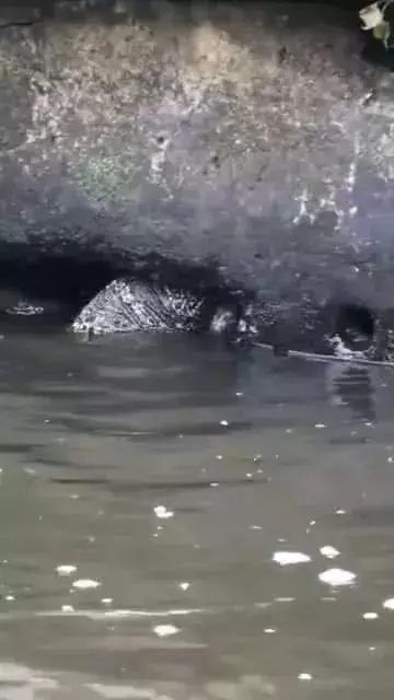 大魚還是大蛇?廣州河道現未知生物,水底爬出,鑽進岸邊洞穴