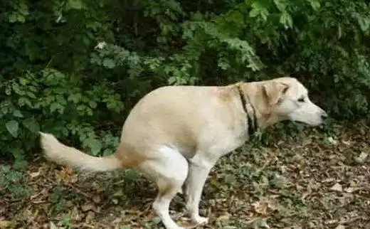 養狗的最討厭以下十種人,看看是否你也在其中