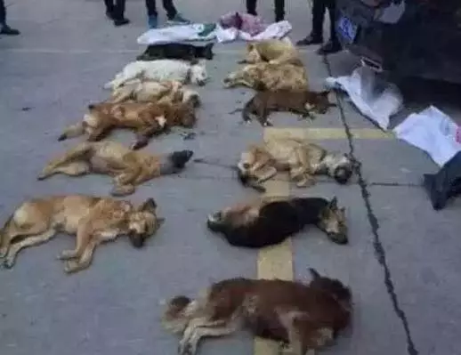 養狗的最討厭以下十種人,看看是否你也在其中