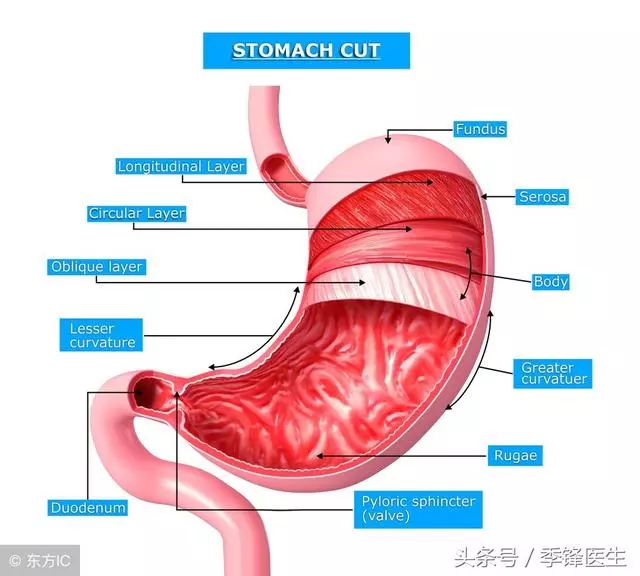 胃潰瘍的主要病因是什麼?得了胃潰瘍應該怎麼治療?