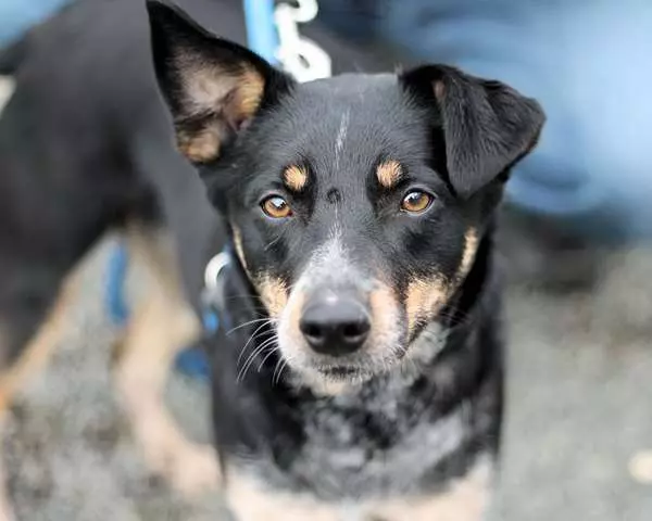 小虎斑短短7個月爆風生長,柴犬哥哥感覺遭到威脅,哭笑不得模樣讓網友都要笑翻!