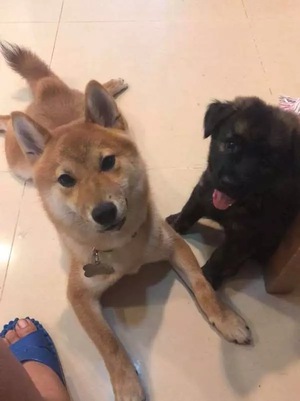 小虎斑短短7個月爆風生長,柴犬哥哥感覺遭到威脅,哭笑不得模樣讓網友都要笑翻!