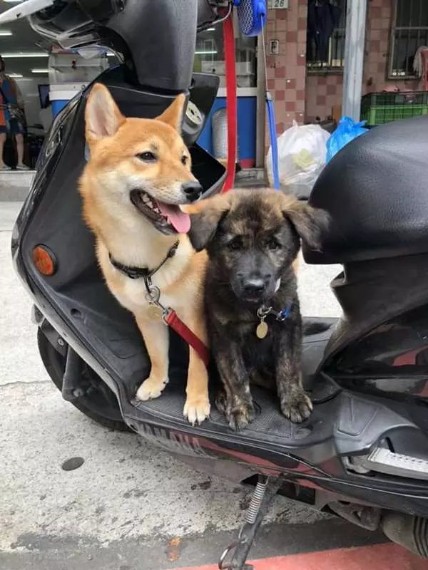 小虎斑短短7個月爆風生長,柴犬哥哥感覺遭到威脅,哭笑不得模樣讓網友都要笑翻!