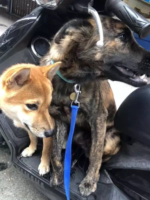 小虎斑短短7個月爆風生長,柴犬哥哥感覺遭到威脅,哭笑不得模樣讓網友都要笑翻!