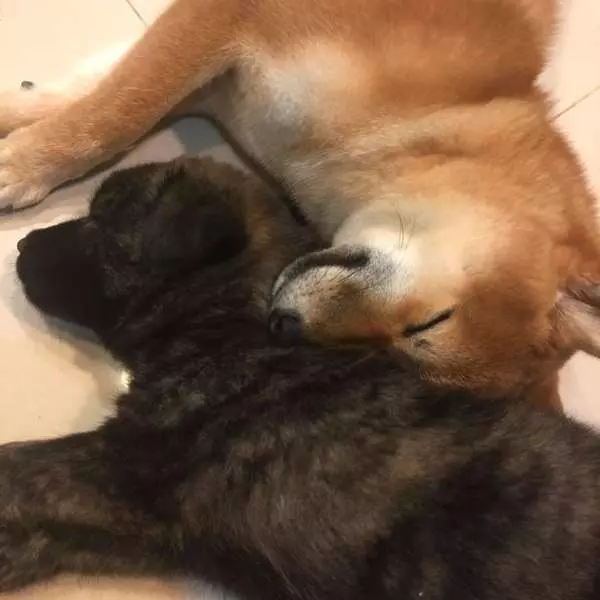 小虎斑短短7個月爆風生長,柴犬哥哥感覺遭到威脅,哭笑不得模樣讓網友都要笑翻!