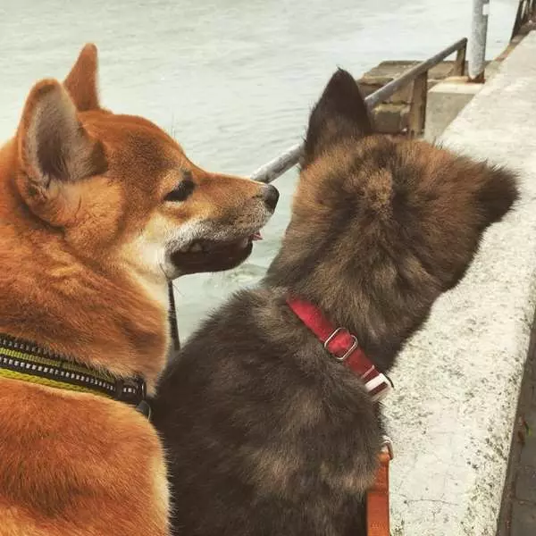 小虎斑短短7個月爆風生長,柴犬哥哥感覺遭到威脅,哭笑不得模樣讓網友都要笑翻!