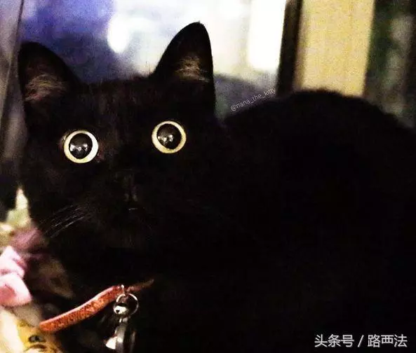 收容所70%黑貓沒人要,原來殘酷真相是:它們被嫌拍起來不可愛
