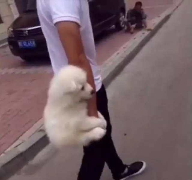 現在的狗狗都這麼矯情了嗎?連路都不願意走了