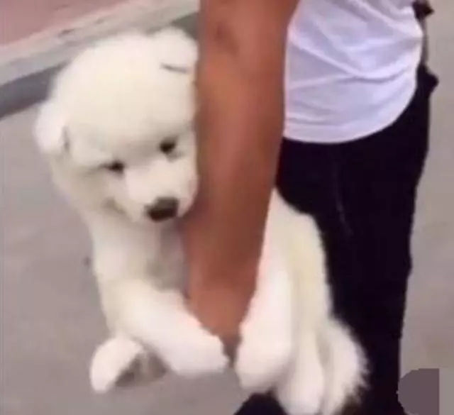 現在的狗狗都這麼矯情了嗎?連路都不願意走了