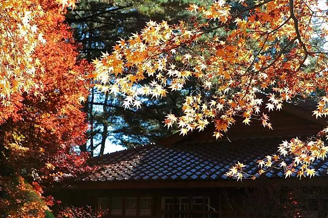 不用出國也能賞紅葉!台灣賞楓 5 大熱點推薦、楓紅預測報你知