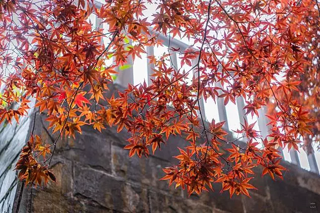 不用出國也能賞紅葉!台灣賞楓 5 大熱點推薦、楓紅預測報你知
