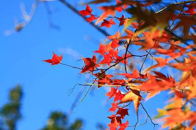 不用出國也能賞紅葉!台灣賞楓 5 大熱點推薦、楓紅預測報你知