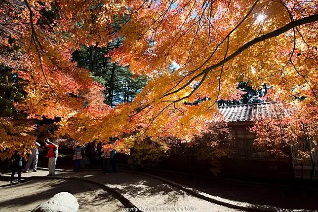 不用出國也能賞紅葉!台灣賞楓 5 大熱點推薦、楓紅預測報你知