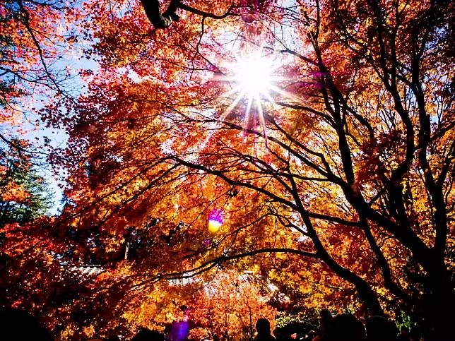 不用出國也能賞紅葉!台灣賞楓 5 大熱點推薦、楓紅預測報你知