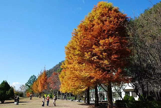 不用出國也能賞紅葉!台灣賞楓 5 大熱點推薦、楓紅預測報你知