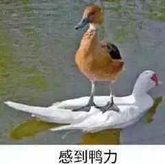 跟空姐合影才是檢驗明星顏值的標準,蔣欣瘦三圈,劉濤輸得很慘!