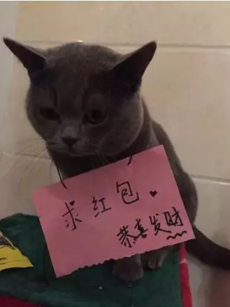 為什麼貓離家出走後就不願意再回來了?