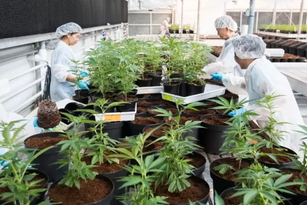 加國大麻合法化 18歲就可購買 | 東方網 | 馬來西亞東方日報