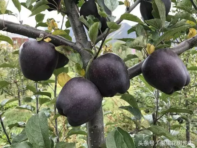 秋後家中不要種菜了!此果樹﹣30度凍不死,院子種2棵結果吃不完