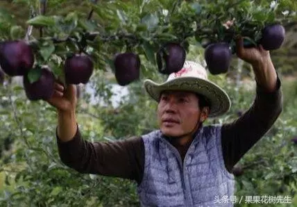 秋後家中不要種菜了!此果樹﹣30度凍不死,院子種2棵結果吃不完