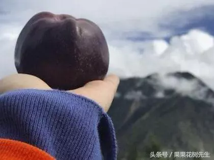 秋後家中不要種菜了!此果樹﹣30度凍不死,院子種2棵結果吃不完
