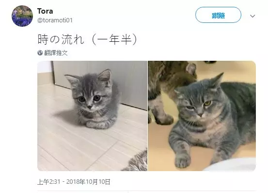 大眼萌貓「變哀怨胖大叔」!才短短一年半「奴才欲哭無淚」網笑:歲月是把刀...