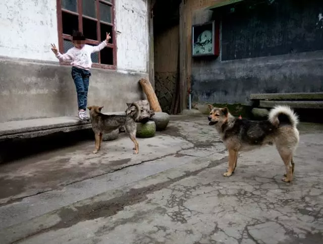 年輕寡婦在山上救了一條狼狗,狼狗卻一下子把她撲倒在地……