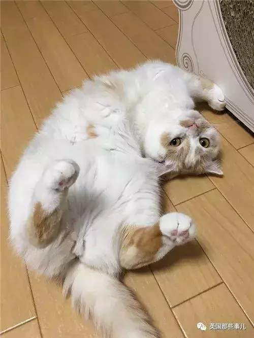 身為貓奴,不怕髒不怕苦,就怕主子學會了隱身術!