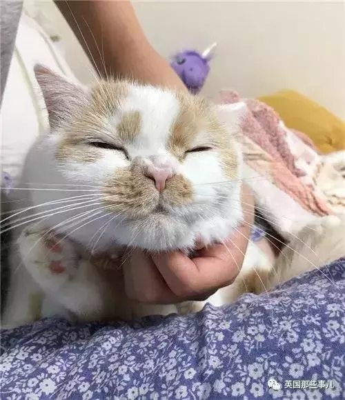 身為貓奴,不怕髒不怕苦,就怕主子學會了隱身術!