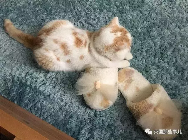 身為貓奴,不怕髒不怕苦,就怕主子學會了隱身術!