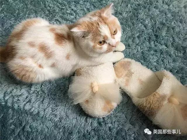 身為貓奴,不怕髒不怕苦,就怕主子學會了隱身術!