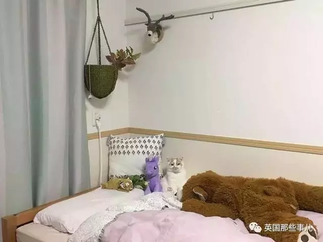 身為貓奴,不怕髒不怕苦,就怕主子學會了隱身術!