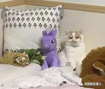 身為貓奴,不怕髒不怕苦,就怕主子學會了隱身術!