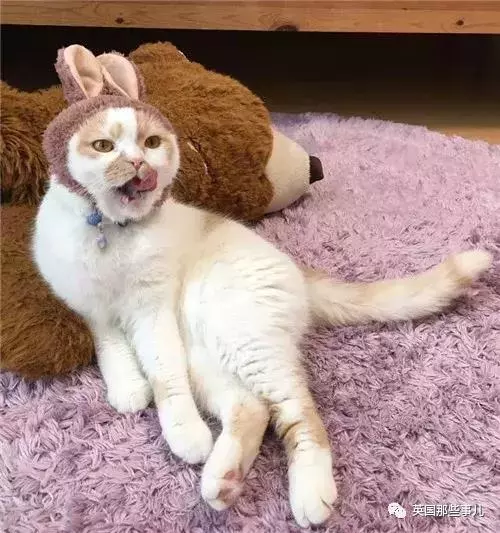 身為貓奴,不怕髒不怕苦,就怕主子學會了隱身術!