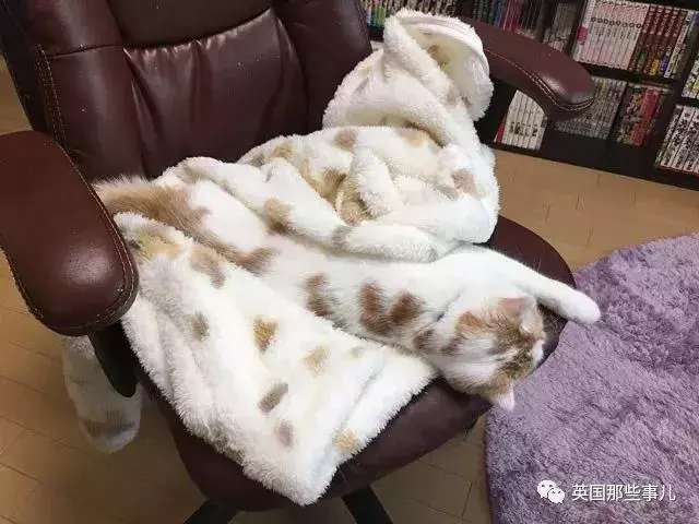 身為貓奴,不怕髒不怕苦,就怕主子學會了隱身術!