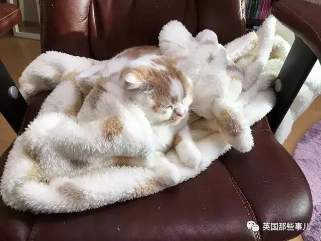 身為貓奴,不怕髒不怕苦,就怕主子學會了隱身術!