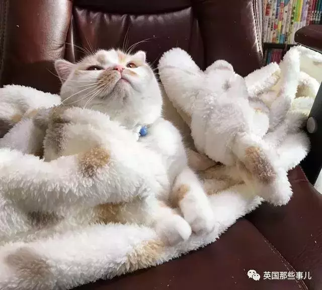 身為貓奴,不怕髒不怕苦,就怕主子學會了隱身術!