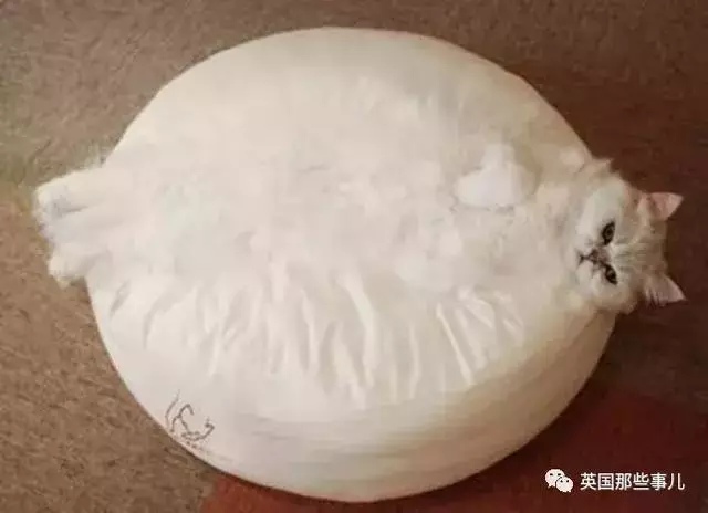 身為貓奴,不怕髒不怕苦,就怕主子學會了隱身術!
