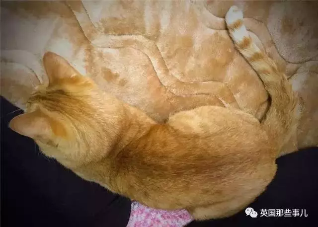 身為貓奴,不怕髒不怕苦,就怕主子學會了隱身術!