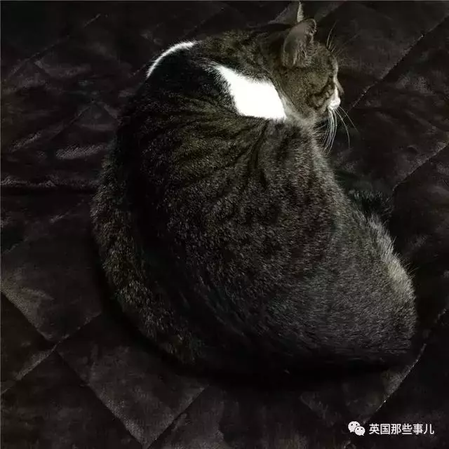 身為貓奴,不怕髒不怕苦,就怕主子學會了隱身術!