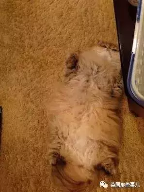 身為貓奴,不怕髒不怕苦,就怕主子學會了隱身術!