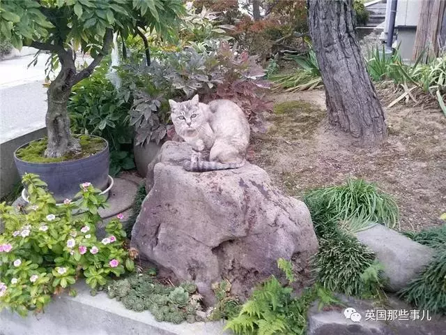 身為貓奴,不怕髒不怕苦,就怕主子學會了隱身術!