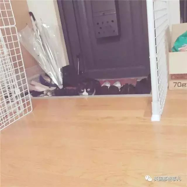 身為貓奴,不怕髒不怕苦,就怕主子學會了隱身術!