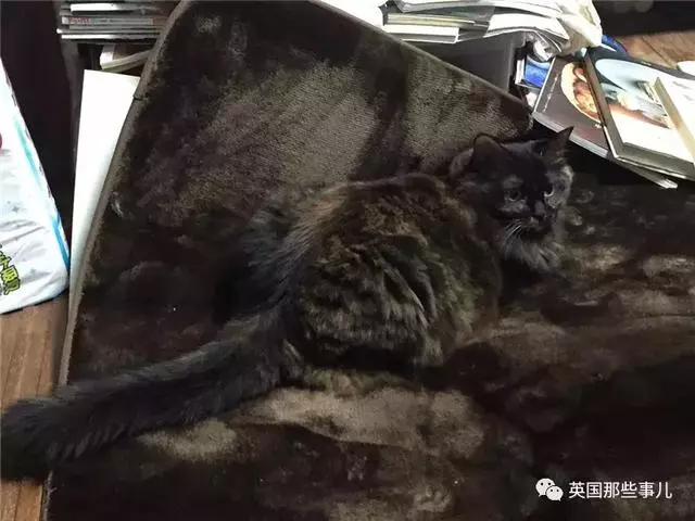 身為貓奴,不怕髒不怕苦,就怕主子學會了隱身術!