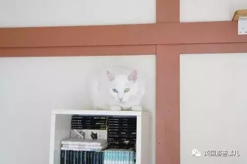 身為貓奴,不怕髒不怕苦,就怕主子學會了隱身術!