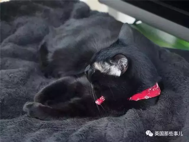 身為貓奴,不怕髒不怕苦,就怕主子學會了隱身術!